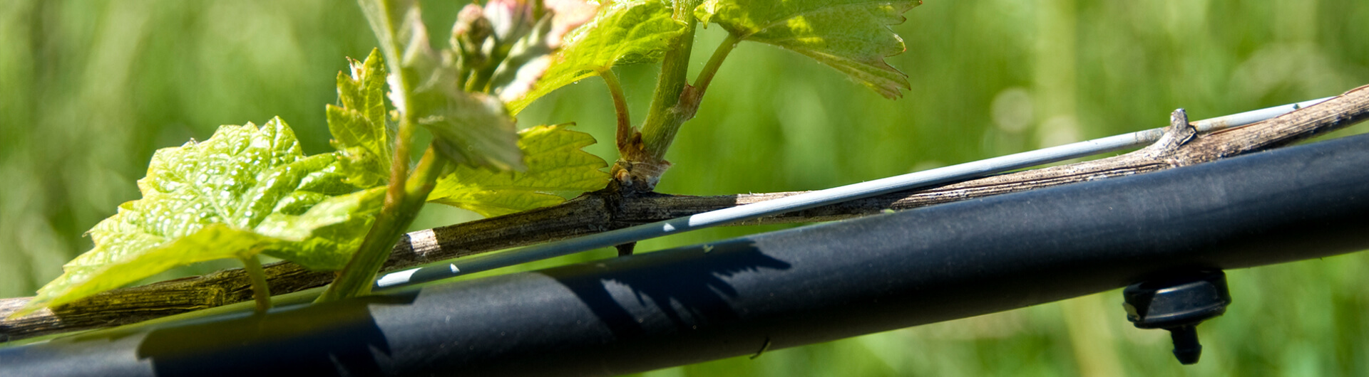 The branch of grape tree with its support.